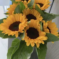 【黑心向日葵AK】精品5枝黑心向日葵  浅水位养护|任意鲜花两单包邮