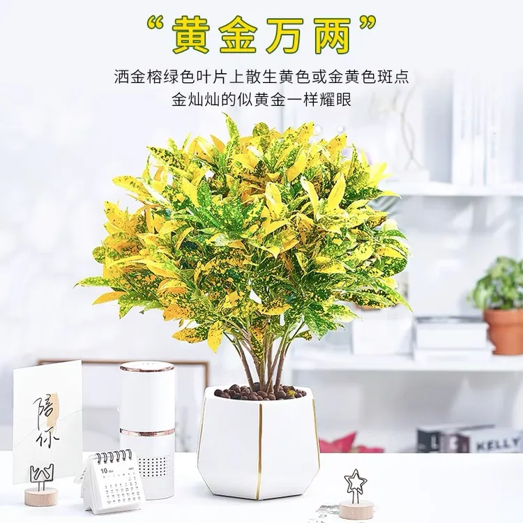 新疆包邮  黄金万两（变叶木）洒金植物 越晒越好看喜光喜水