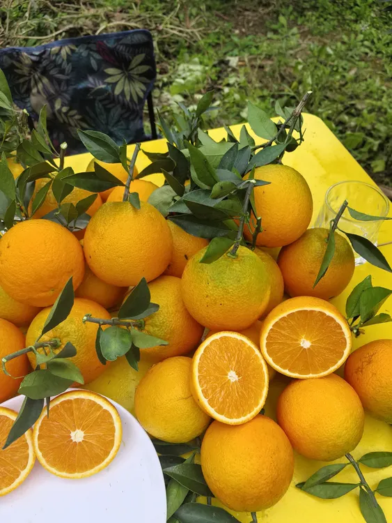 正宗金堂红肉脐橙果园现摘现发鲜嫩多汁8斤净果箱装（特惠福利款）