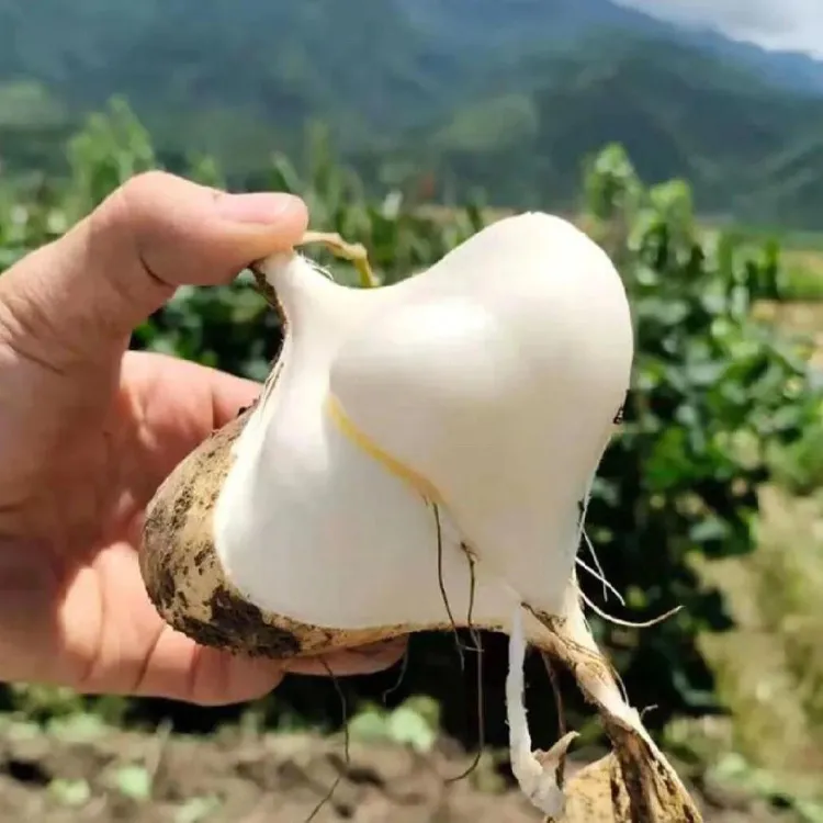 贵州安顺特产新鲜地萝卜凉薯地瓜多汁脆甜可生吃