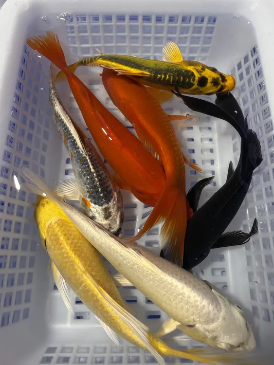 【10-13cm七星高照】锦鲤草金多种颜色混搭好养耐活