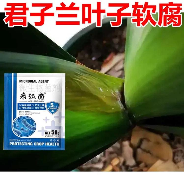 君子兰软腐专用菌剂防止根茎腐烂发软黄叶烂根急救微生物菌剂