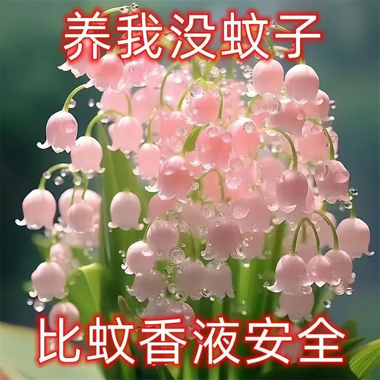 花卉阳台耐寒四季开花多年生绿植好养浓香型室内铃兰花苗带芽盆栽