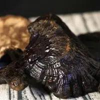 [春天福袋专属]正宗野山林自然生长肉厚整朵黑灵芝   皂
