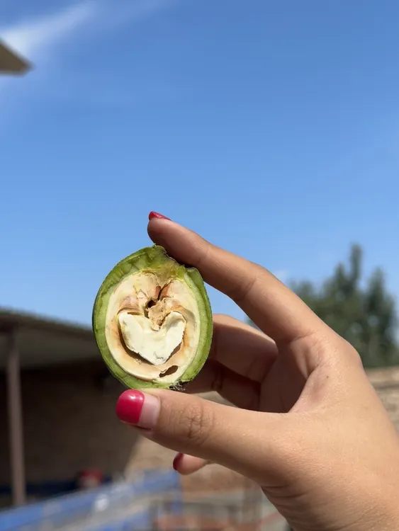 【新疆发货】2025阿克苏青皮核桃现摘湿核桃