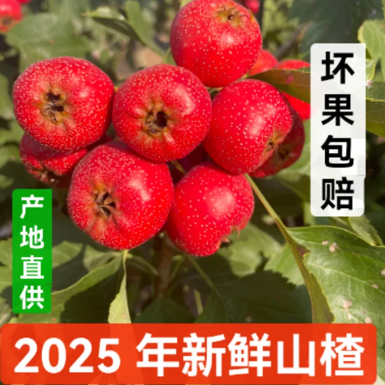 2025年山西新鲜大山楂适合做糖葫芦糖雪球产地直发整件包邮大棉球