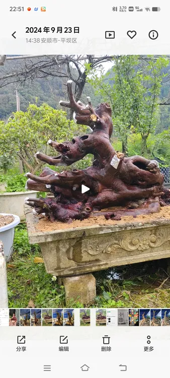 高端盆景素材，野茉莉。打木架包邮