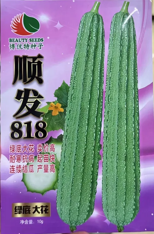 耐寒大花点顺发818，采摘期长，肉质紧实大肉丝瓜，瓜长35-42公分