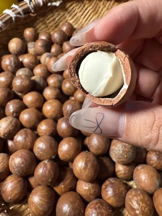 云南新鲜夏威夷果去绿壳未加工新鲜采摘特大即食鲜果夏威夷坚果