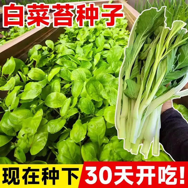 甜脆早熟白菜苔种子菜种籽秋冬季种白菜心种孑蔬菜种四季菜薹种籽