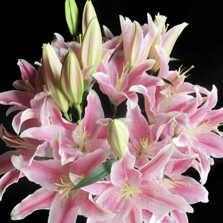【源头优选百合鲜花直播】鲜切花 云南基地直发  百合 鲜花