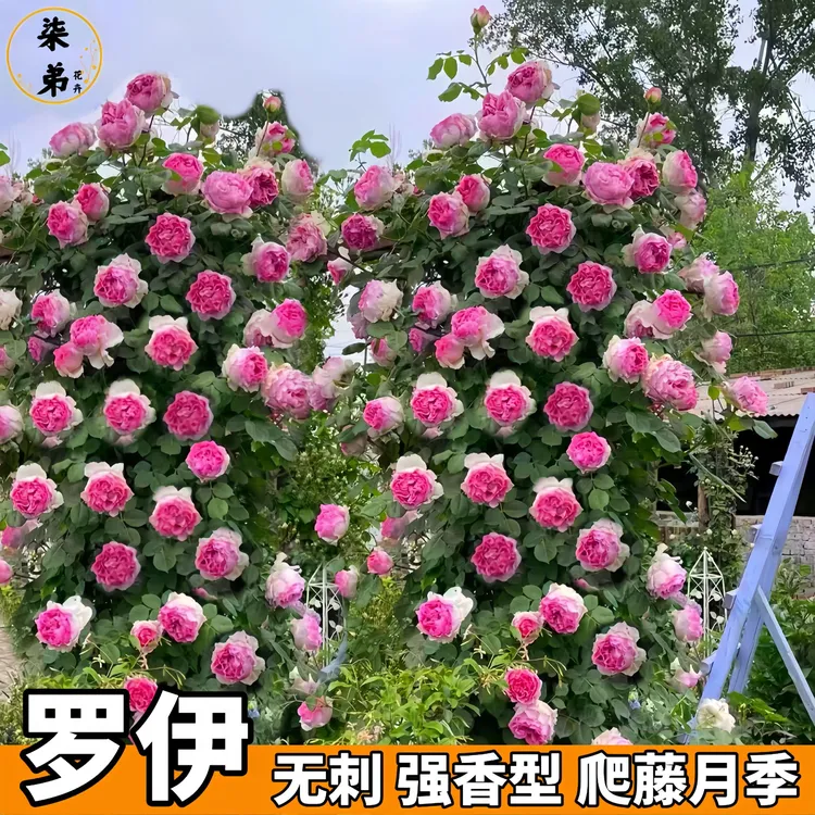 藤本月季粉色罗伊宝石1.5-1.6米高左右不带花原盆原土球发货庭院