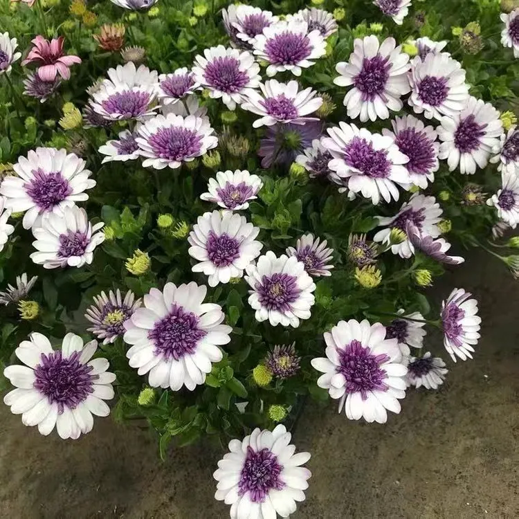 南非万寿菊盆栽室外阳台耐寒四季开花