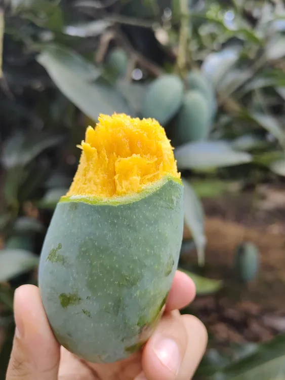 云南潞江坝小青芒又名摇摇芒