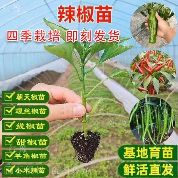 辣椒苗螺丝椒小米椒牛角椒新鲜秧苗种子辣椒苗盆栽二荆条椒朝天椒