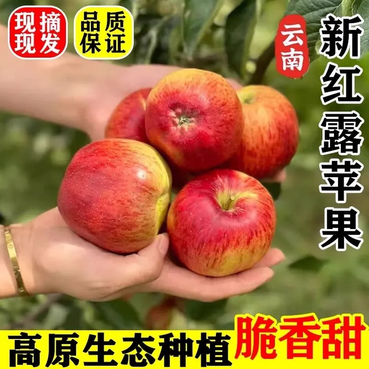云南昭通早熟红露糖心苹果5斤装现摘新鲜营养甜脆甜W