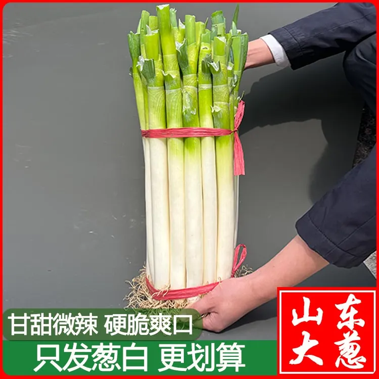 【无叶葱】山东铁杆大葱新鲜蔬菜现挖现发农家自种5/9斤安丘大葱