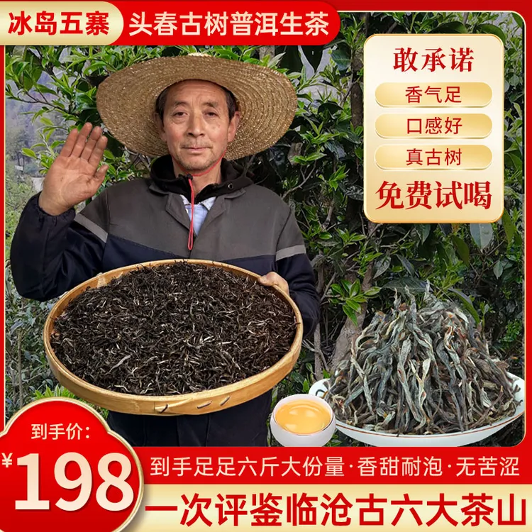 2025头春冰岛五寨古树普洱生茶 6斤大份量下单送小户赛+大雪山