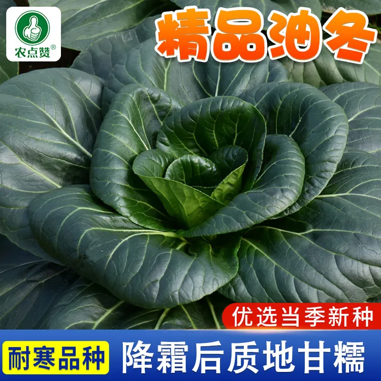 秋冬精品油冬菜种籽青梗菜种家庭阳台盆栽蔬菜种子大全
