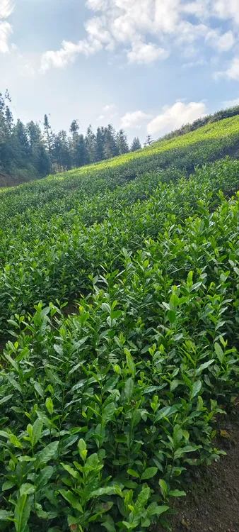乌牛早茶苗               