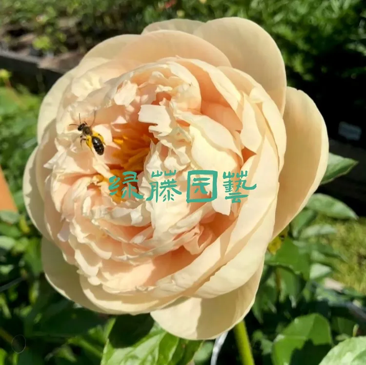 典雅香槟 进口中高端芍药种苗包对版