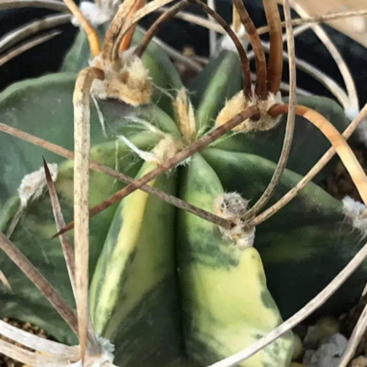 实生仙人球水牛角锦球体冠径5.3厘米多肉植物防辐射一物一拍