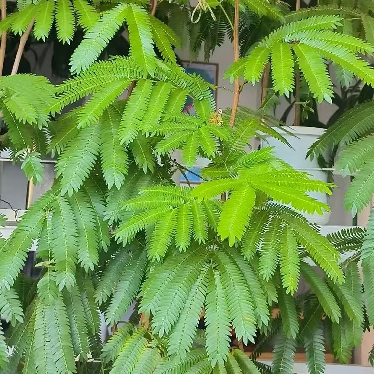 【乌市发货】密叶猴耳环盆栽乔木日本进口种子播种乌鲁木齐绿植