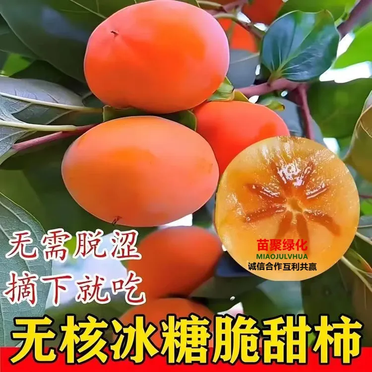 柿子树苗嫁接柿子树苗火晶柿子脆甜柿子苗南北方庭院可种植