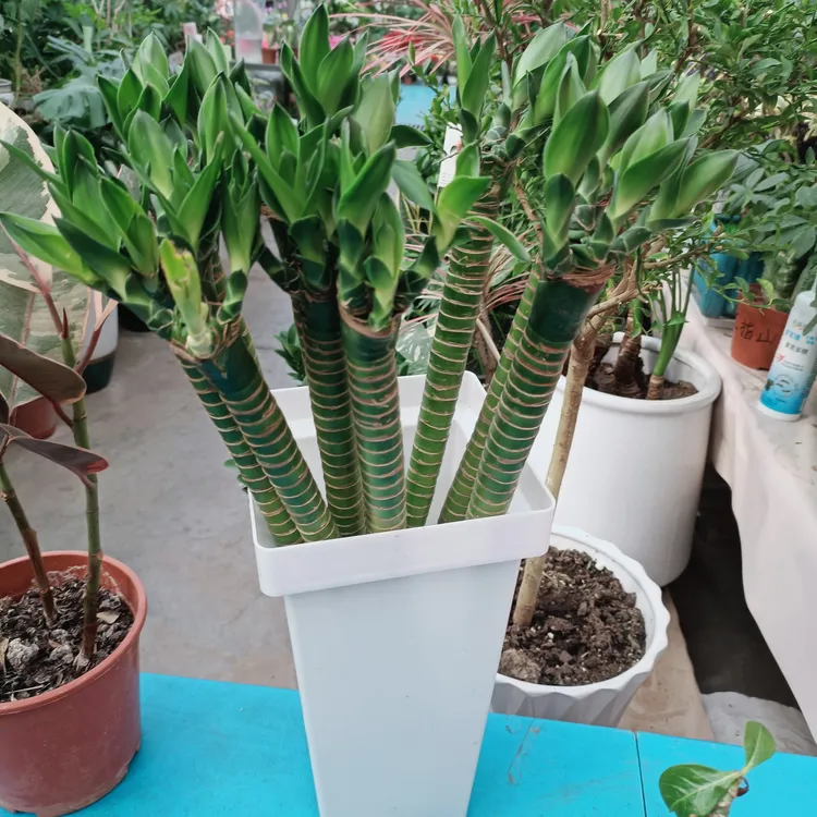 4根带根水养文昌竹龙竹富贵转运竹节节高水培室内客厅植物