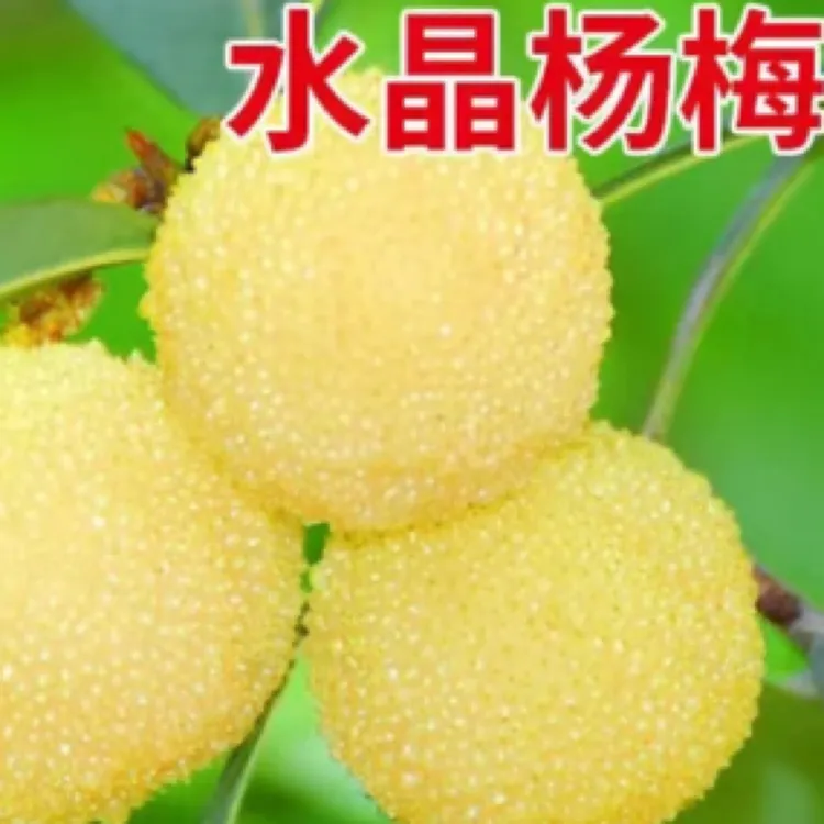 白水晶杨梅苗杨梅树树苗嫁接盆地栽南方特大果树苗杨梅苗带土球