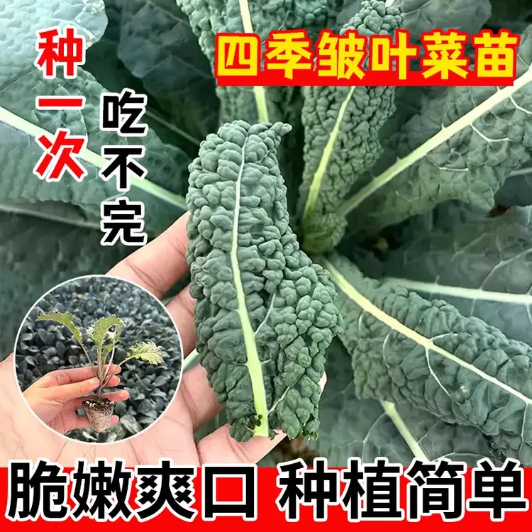 四季皱叶菜羽衣甘蓝种苗秧带土球花园阳台盆栽花卉四季播