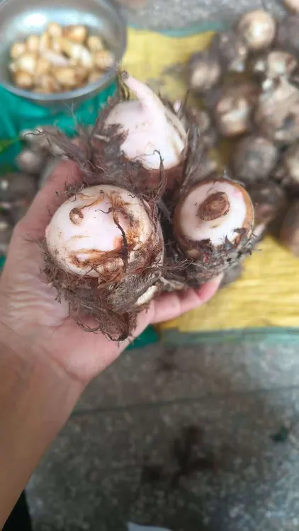 江西君埠精品农家白芽芋新鲜自种现挖芋头饱满品质