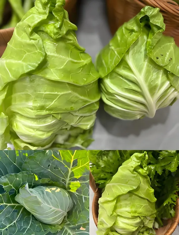 贵州高山（平均海拔2200米）露天自然生长卷心甘蓝新鲜现摘现发包菜