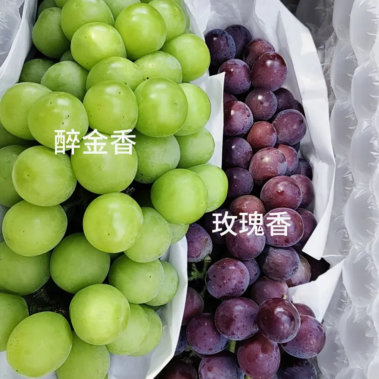 马陆玫瑰香醉金香双拼款