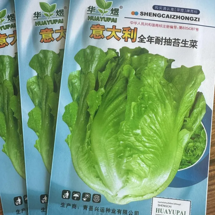 意大利罗马生菜生菜籽菜籽种子耐热耐寒耐抽薹生菜种子蔬菜种子