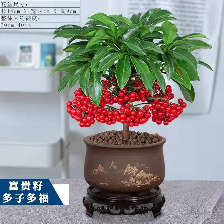 【带果】富贵籽黄金万两盆栽绿植富贵子树苗室内植物摆件耐寒花卉