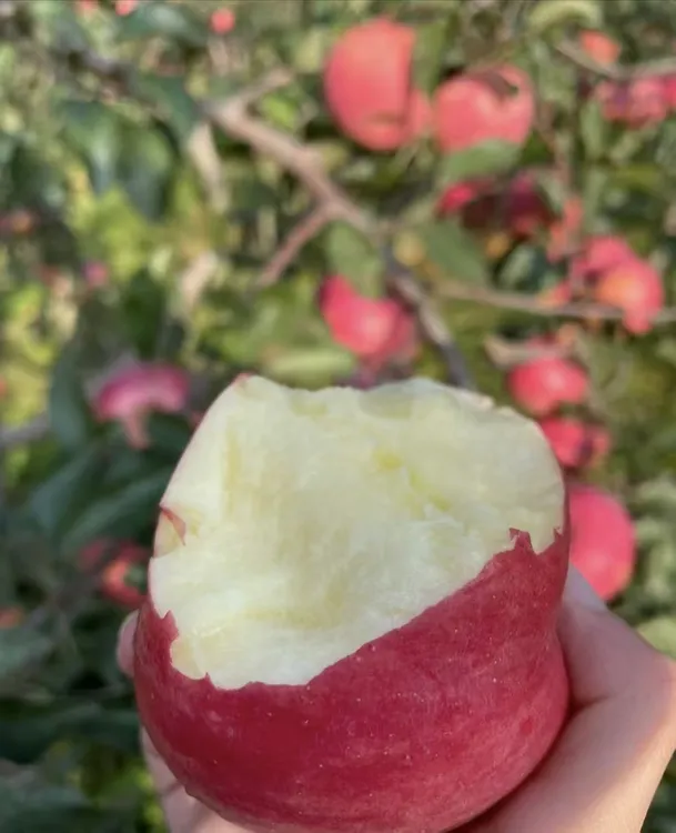 寒富苹果现摘现发脆甜多汁当季新鲜水果