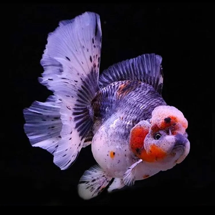 泰狮千褶观赏金鱼冷水淡水好养耐活，收货请录开箱视频