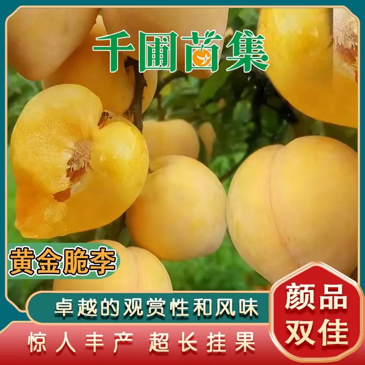 黄金脆李苗/观赏性、风味和丰产性兼优的李子好品种/高糖表现上乘