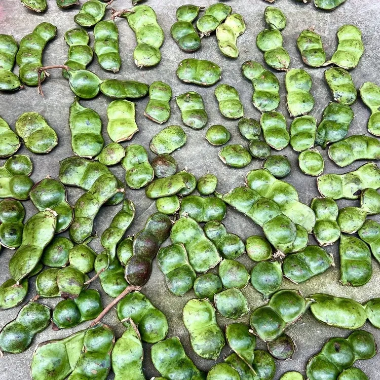 【现货现发】榼藤豆荚青豆随机过江龙平安豆 随机十个豆