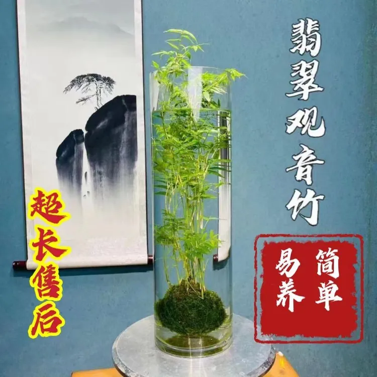 翡翠观音竹苔藓球水培款培造景盆栽绿植花卉植物水培植物水养