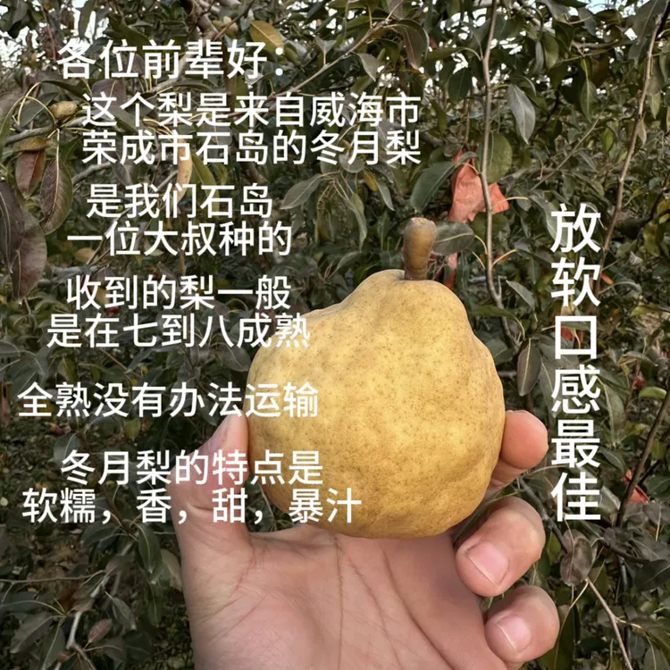 威海市荣成石岛新鲜冬月梨软糯多汁香甜可口二级果