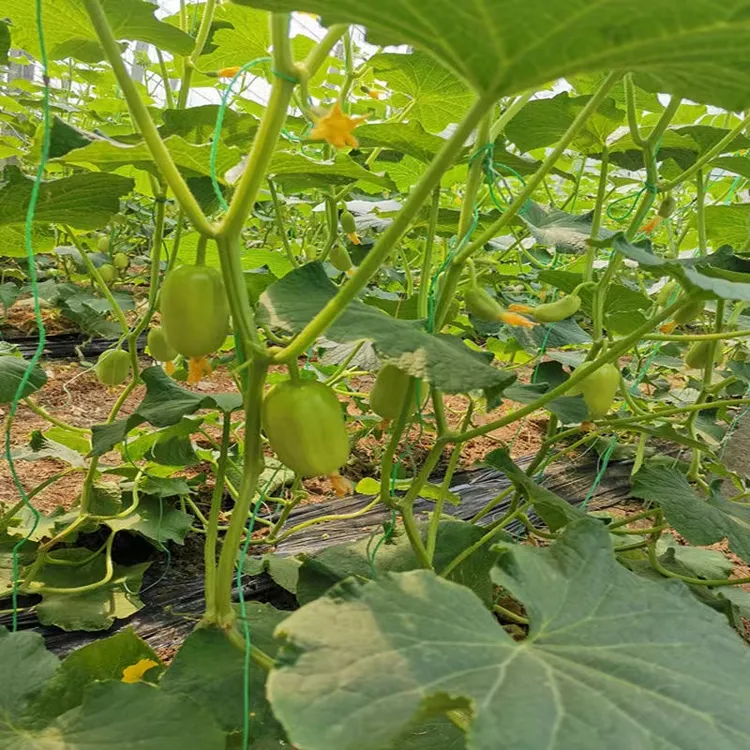 山东寿光产地直发玉女黄瓜拇指黄瓜脆嫩爽口
