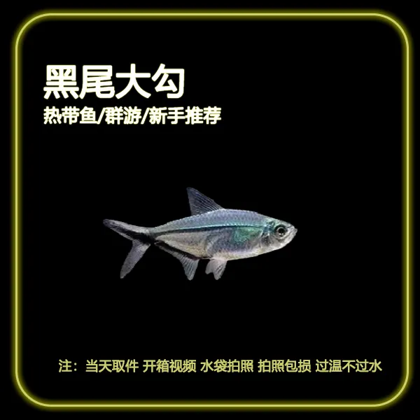 【顺丰发货】黑尾大勾群游观赏鱼小型活体热带鱼草缸混养耐活好养