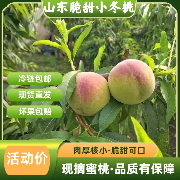 【山东脆甜小冬桃】新鲜现摘脆甜多汁离核应季水果