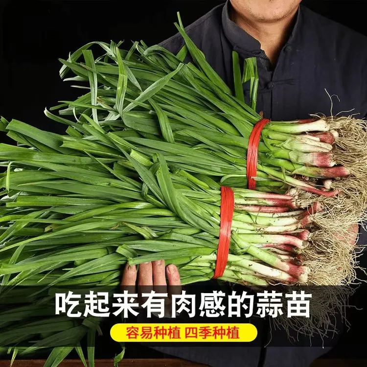 【九块九三包红根蒜苗种子】四季宽叶大蒜种子易活阳台小院蔬菜种植