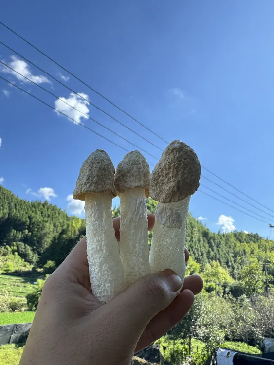 25年新货未开群竹荪菇蕾 农家无硫熏煲汤火锅食材