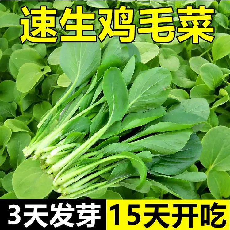 鸡毛菜种子五月慢青梗菜盆栽速生小白四季蔬菜种子大全