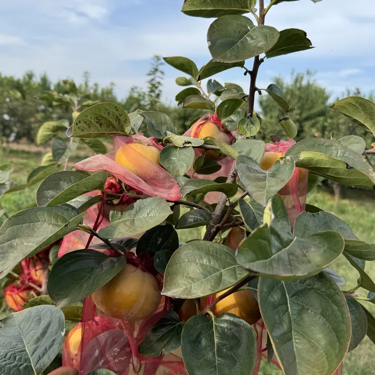 露天太秋柿子无催熟（混果装）有大有小