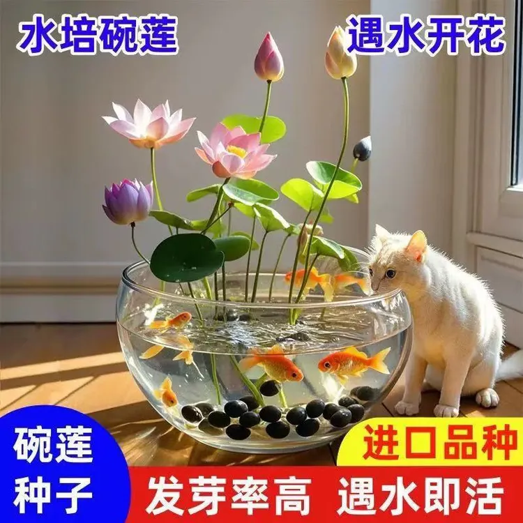 碗莲种子四季开花水培水养绿植睡莲荷花无土盆栽花卉